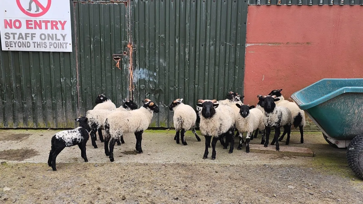 Mayo Ewes and Lambs - Image 4