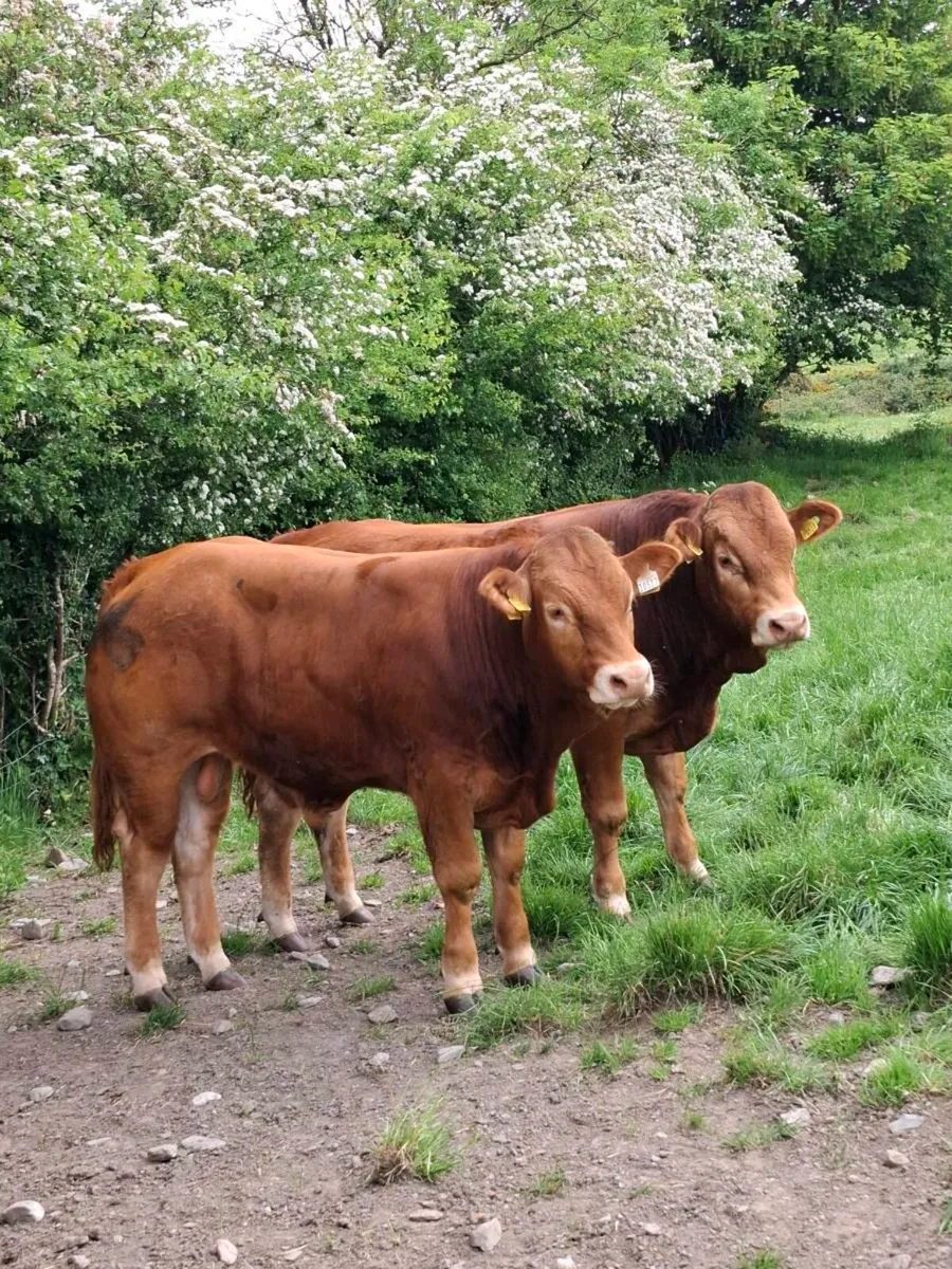 Pb lim bulls - Image 1