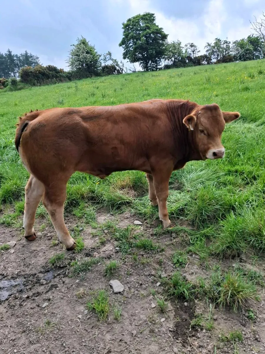 Pb lim bulls - Image 2