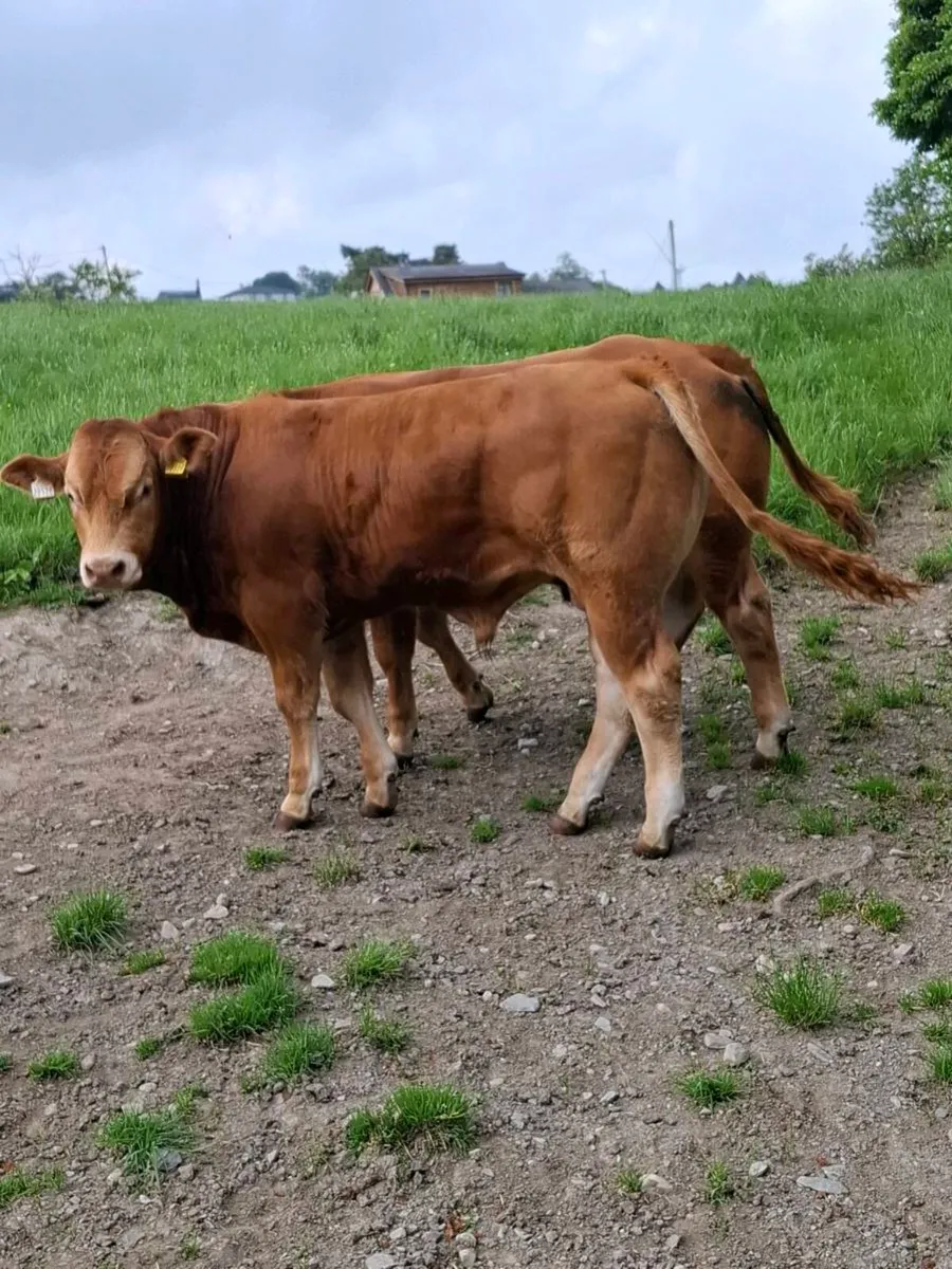Pb lim bulls - Image 3