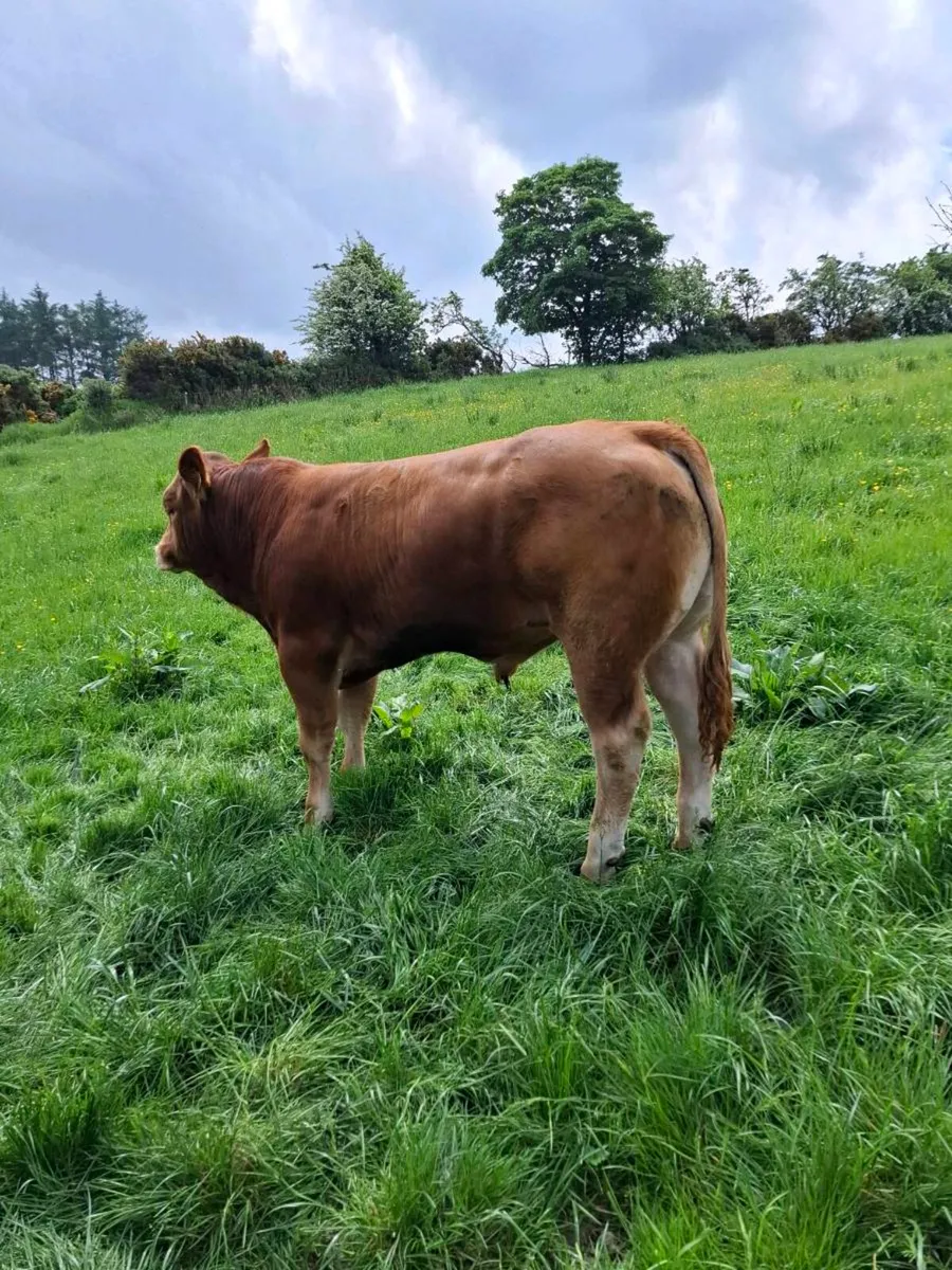 Pb lim bulls - Image 4