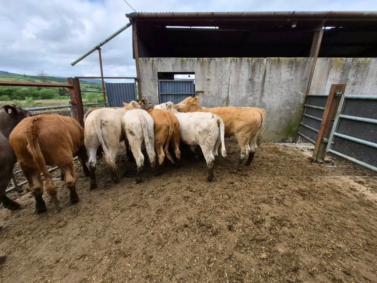 10 heifers - Image 2