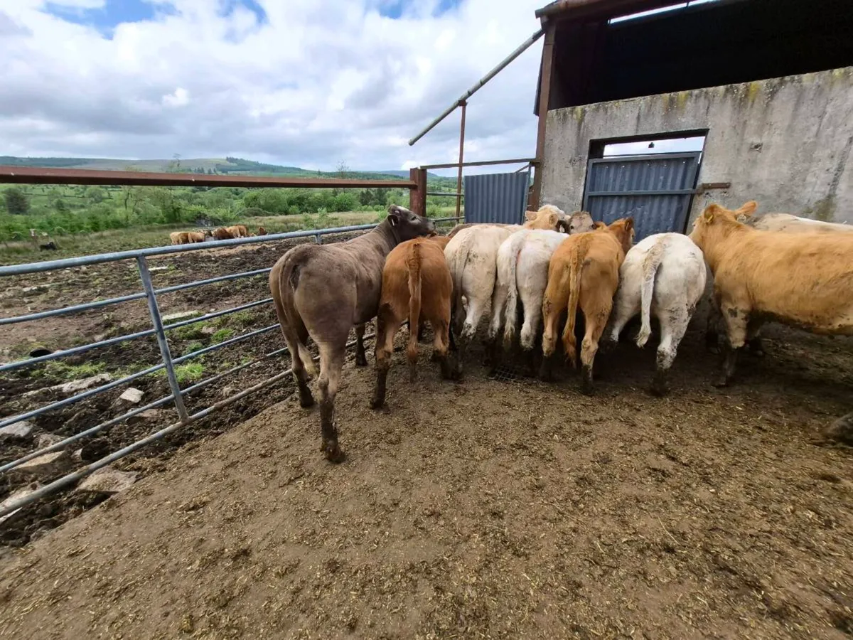 10 heifers - Image 3