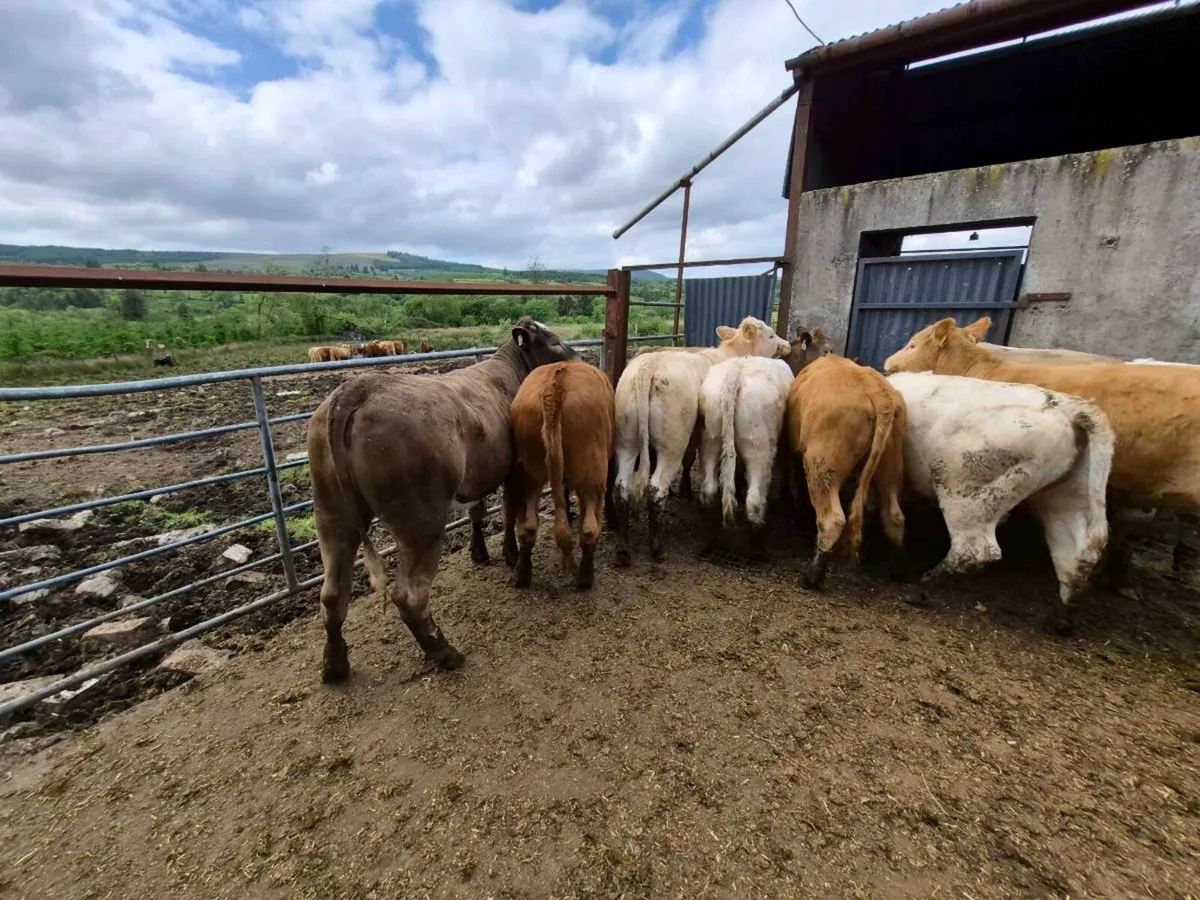 10 heifers - Image 4