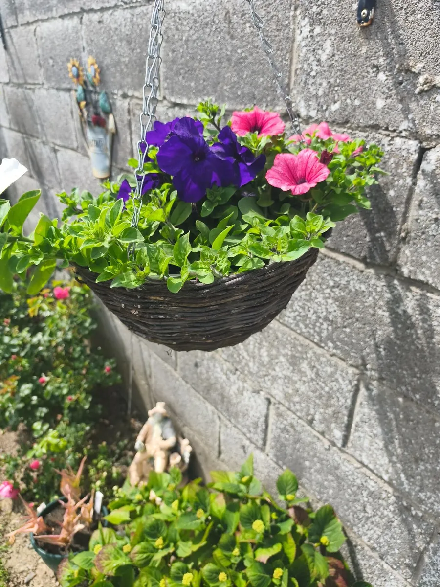 Hanging  Baskets - Image 2