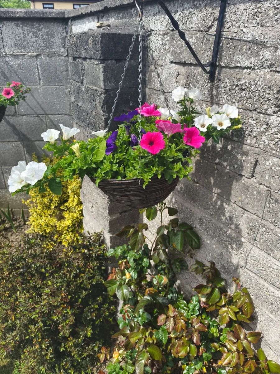 Hanging  Baskets - Image 3