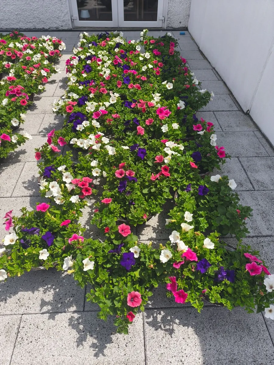 Hanging  Baskets - Image 1
