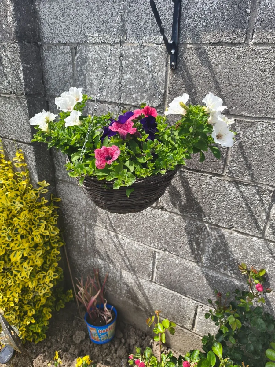 Hanging  Baskets - Image 4