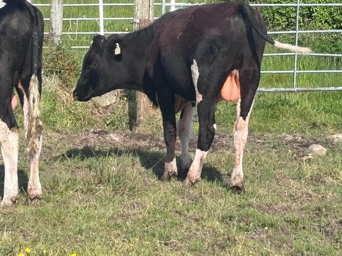 4 Freisan bull Weanlings for sale - Image 2