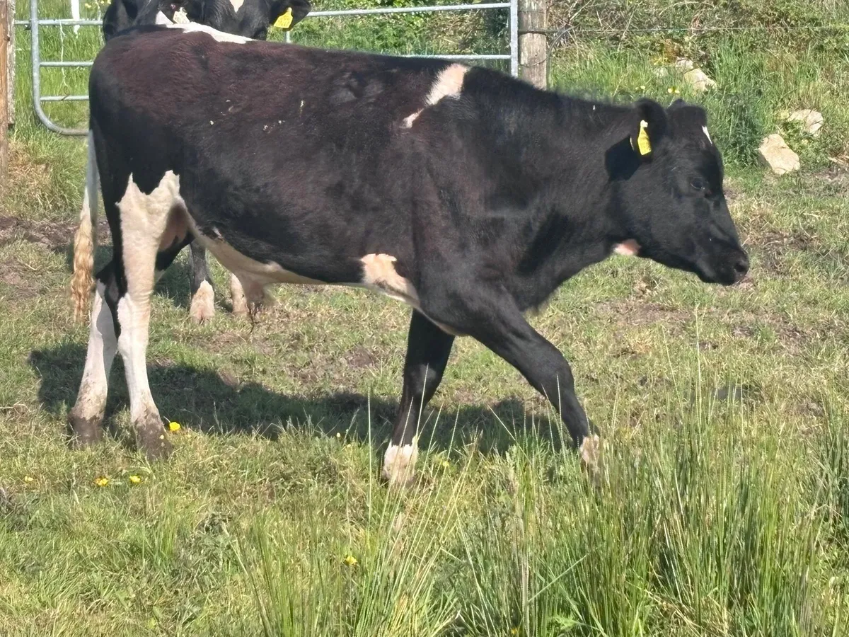 4 Freisan bull Weanlings for sale - Image 3