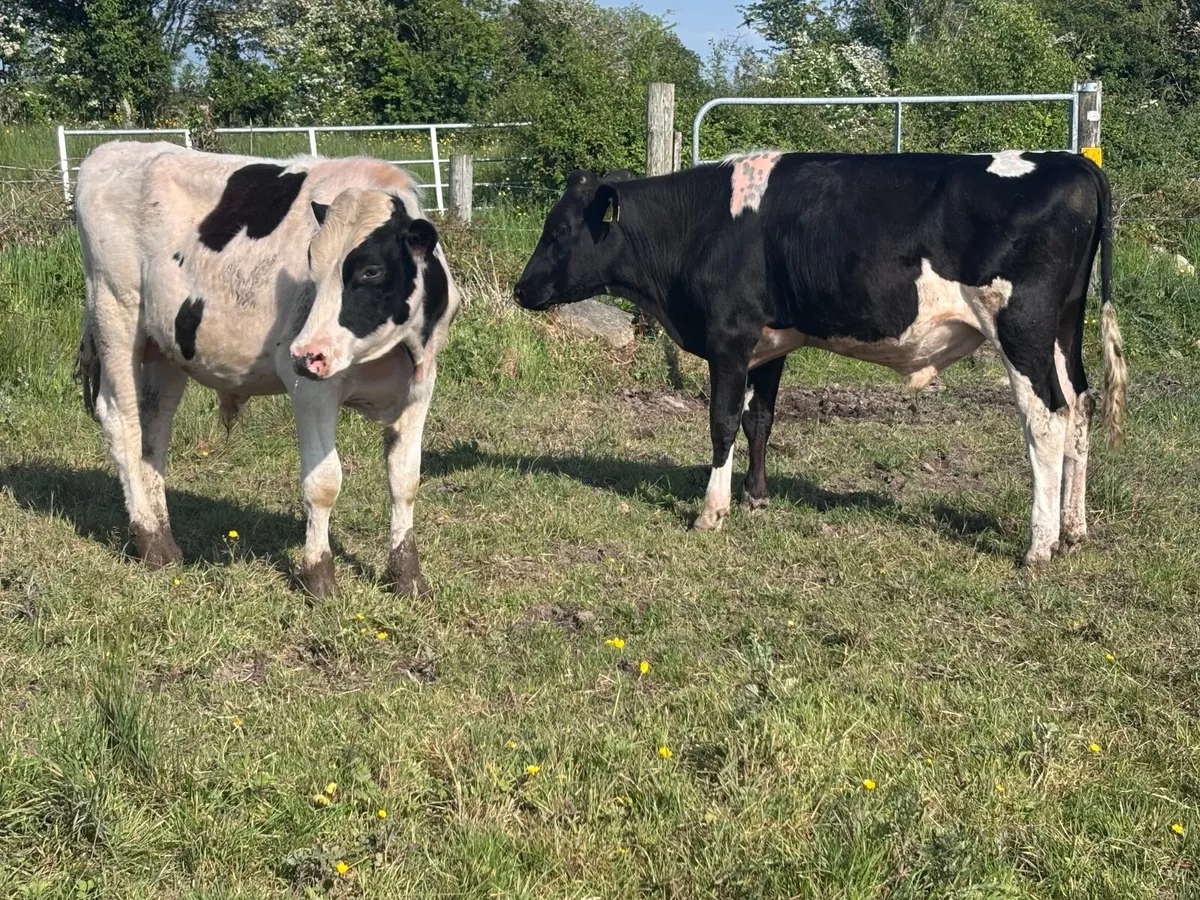 4 Freisan bull Weanlings for sale - Image 4