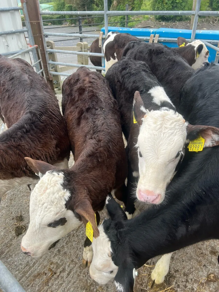3 months old Bl WH bulls for sale - Image 2