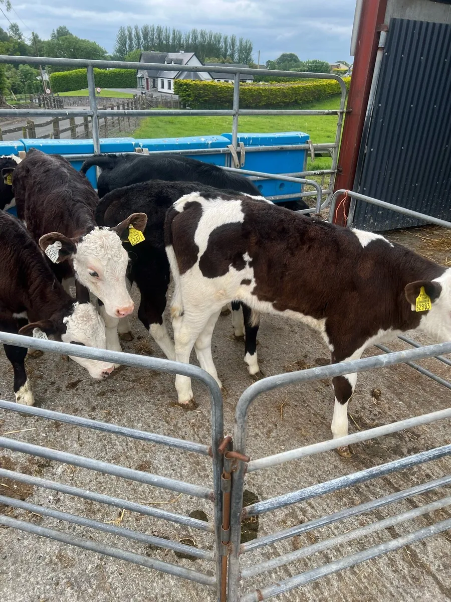 3 months old Bl WH bulls for sale - Image 3