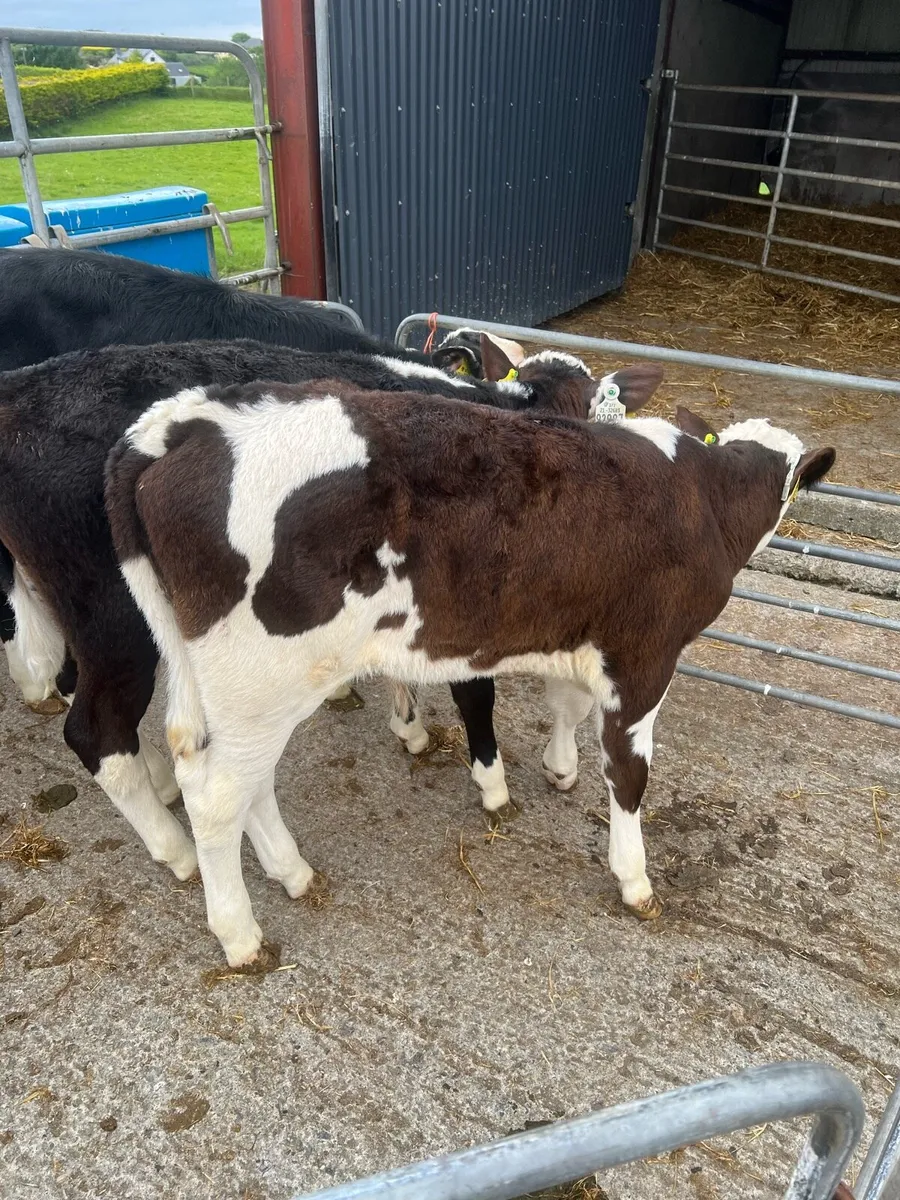 3 months old Bl WH bulls for sale - Image 1