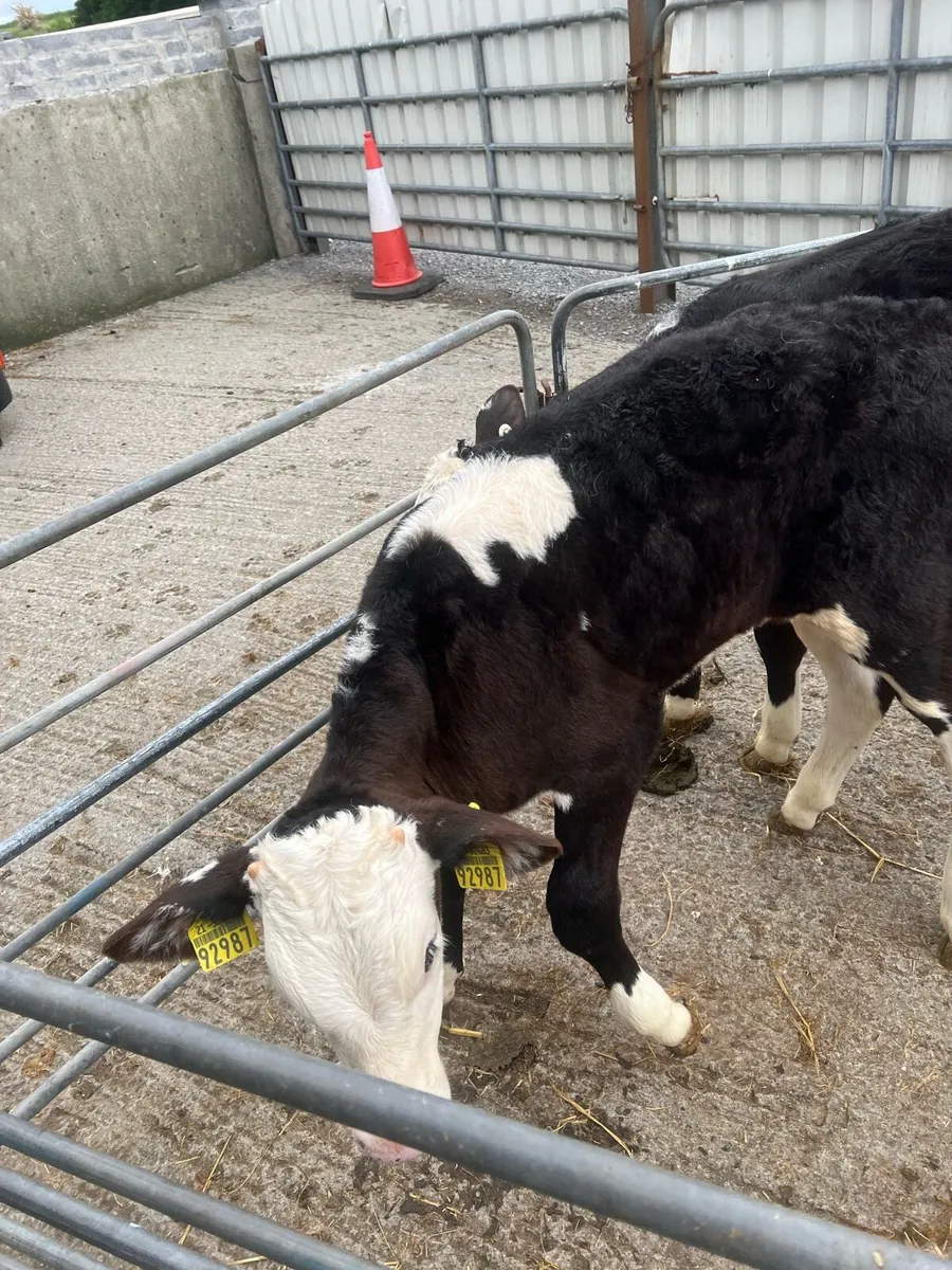 3 months old Bl WH bulls for sale - Image 4