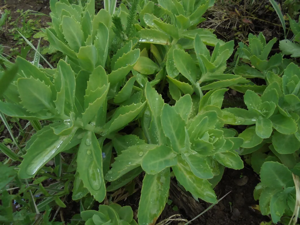 Sedum plant