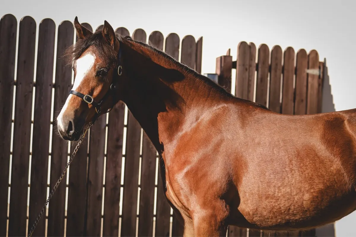 Part Bred Yearling Filly by Gwennic De Goariva - Image 1