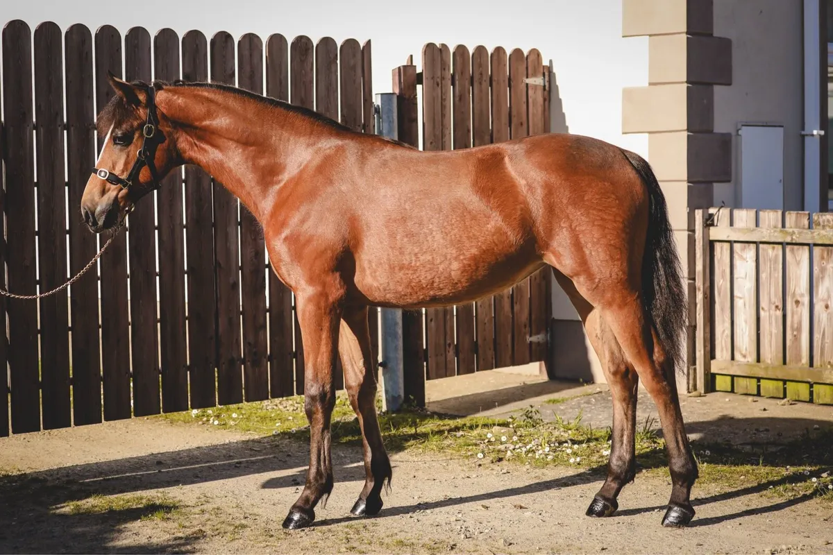 Part Bred Yearling Filly by Gwennic De Goariva - Image 2