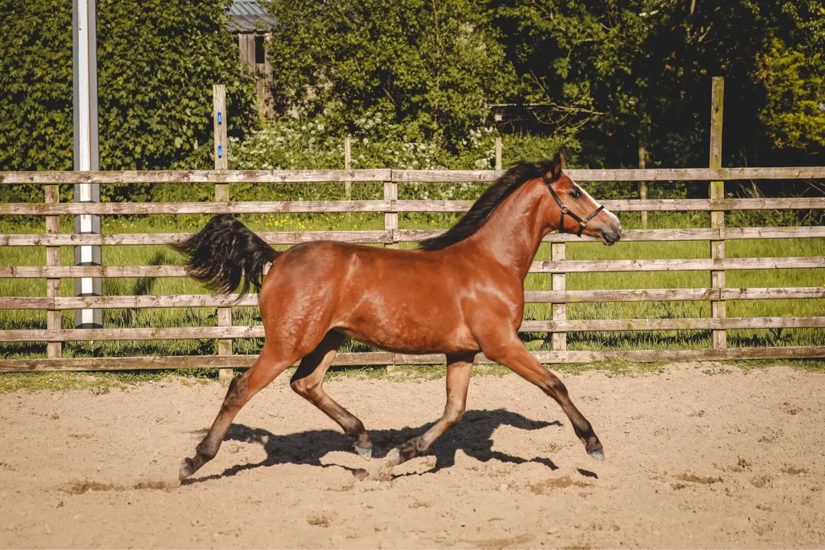 Part Bred Yearling Filly by Gwennic De Goariva - Image 4
