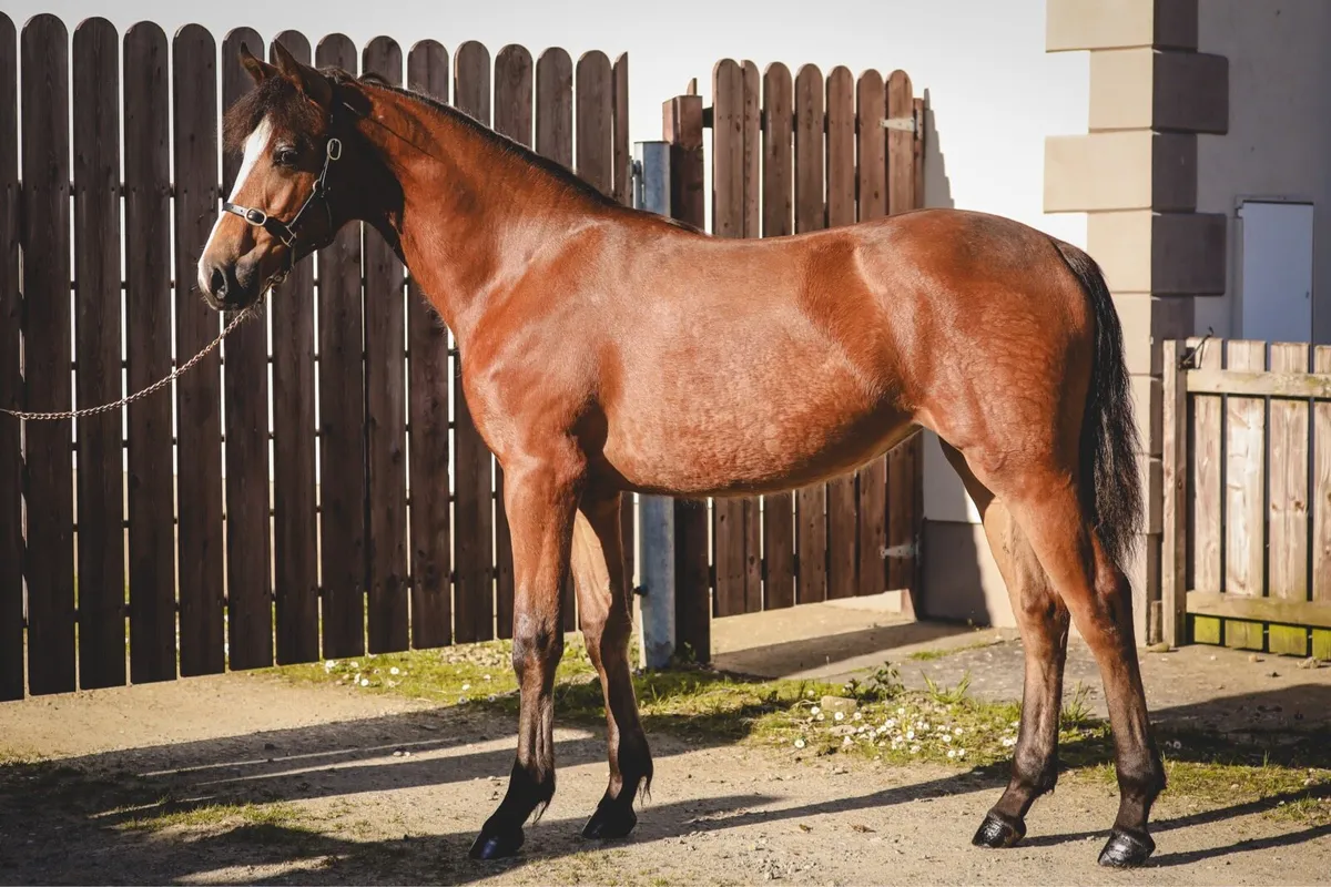 Part Bred Yearling Filly by Gwennic De Goariva - Image 3