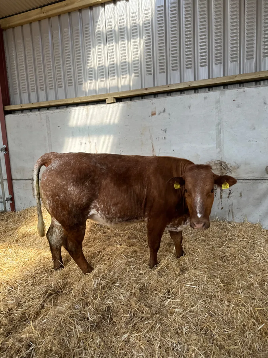 Springing Roaned heifer - Image 2