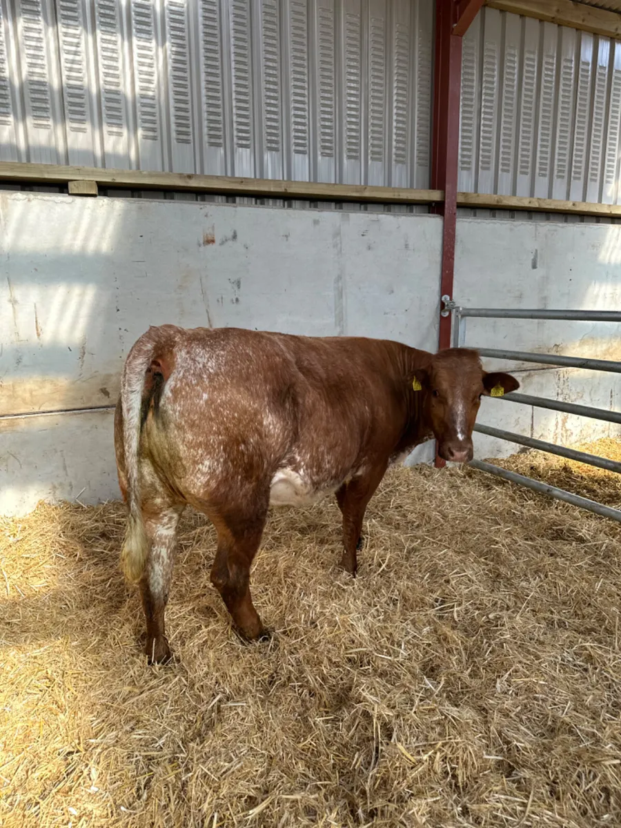 Springing Roaned heifer - Image 4