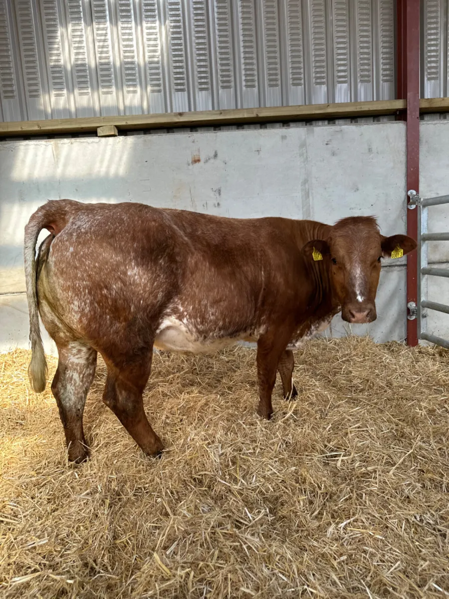 Springing Roaned heifer - Image 3