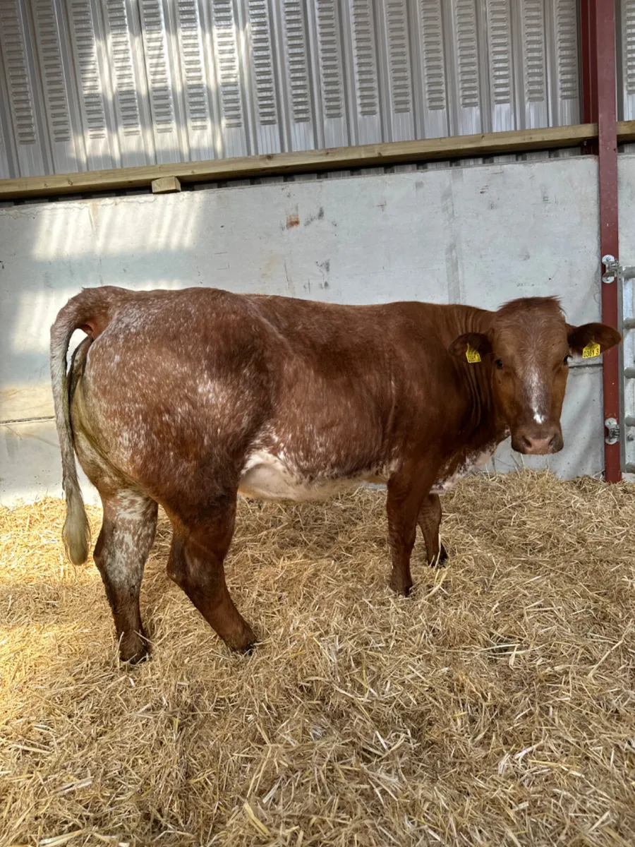 Springing Roaned heifer - Image 1