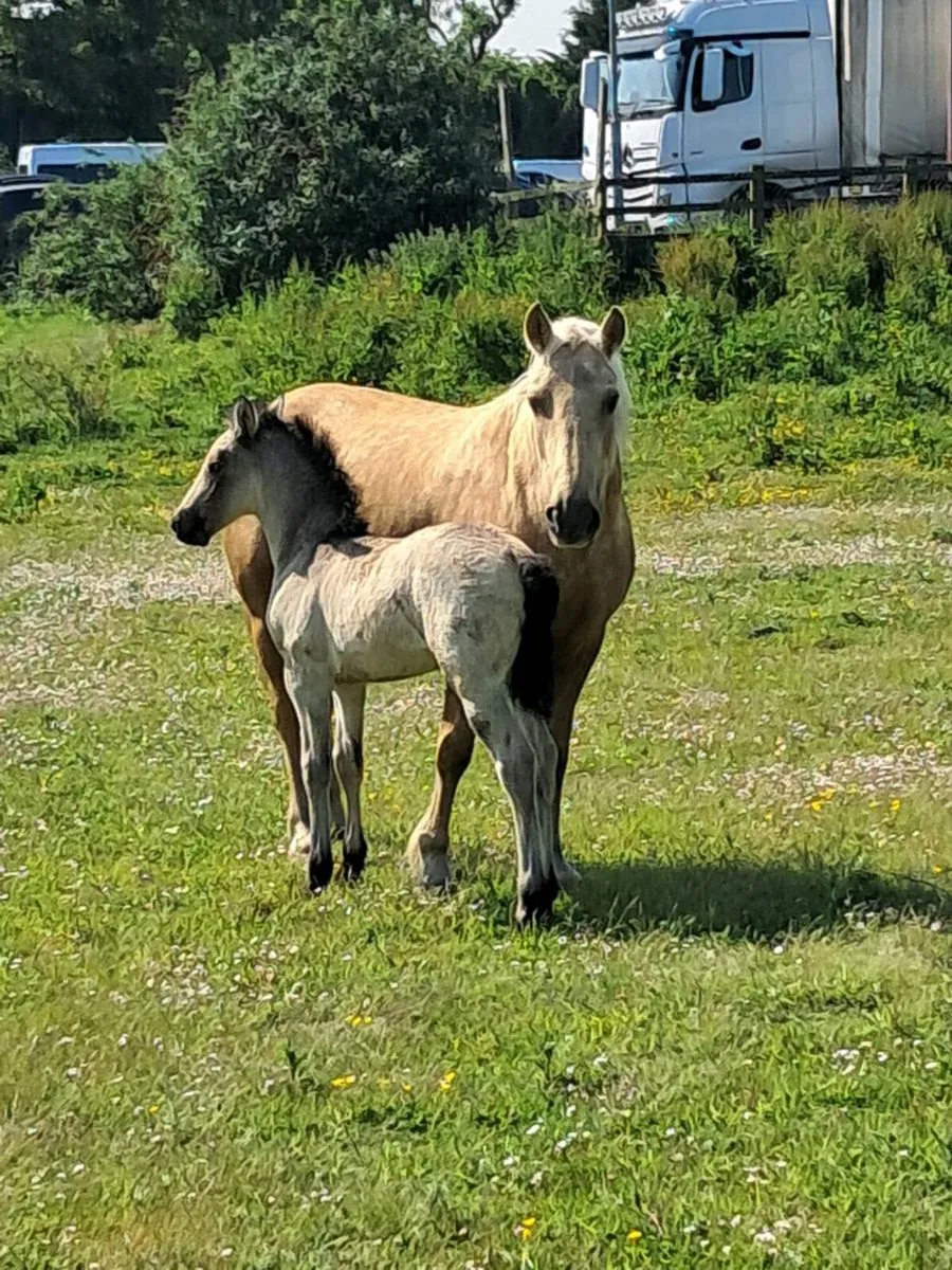 Palomino  mare and foal - Image 3