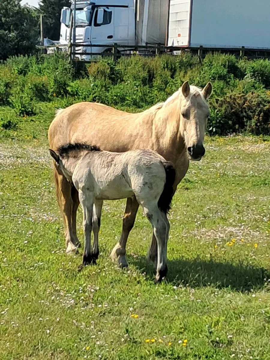 Palomino  mare and foal - Image 4