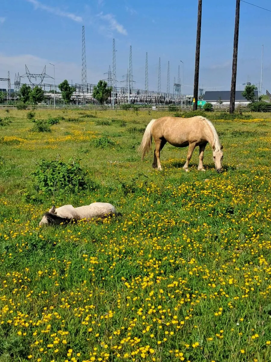 Palomino  mare and foal - Image 1