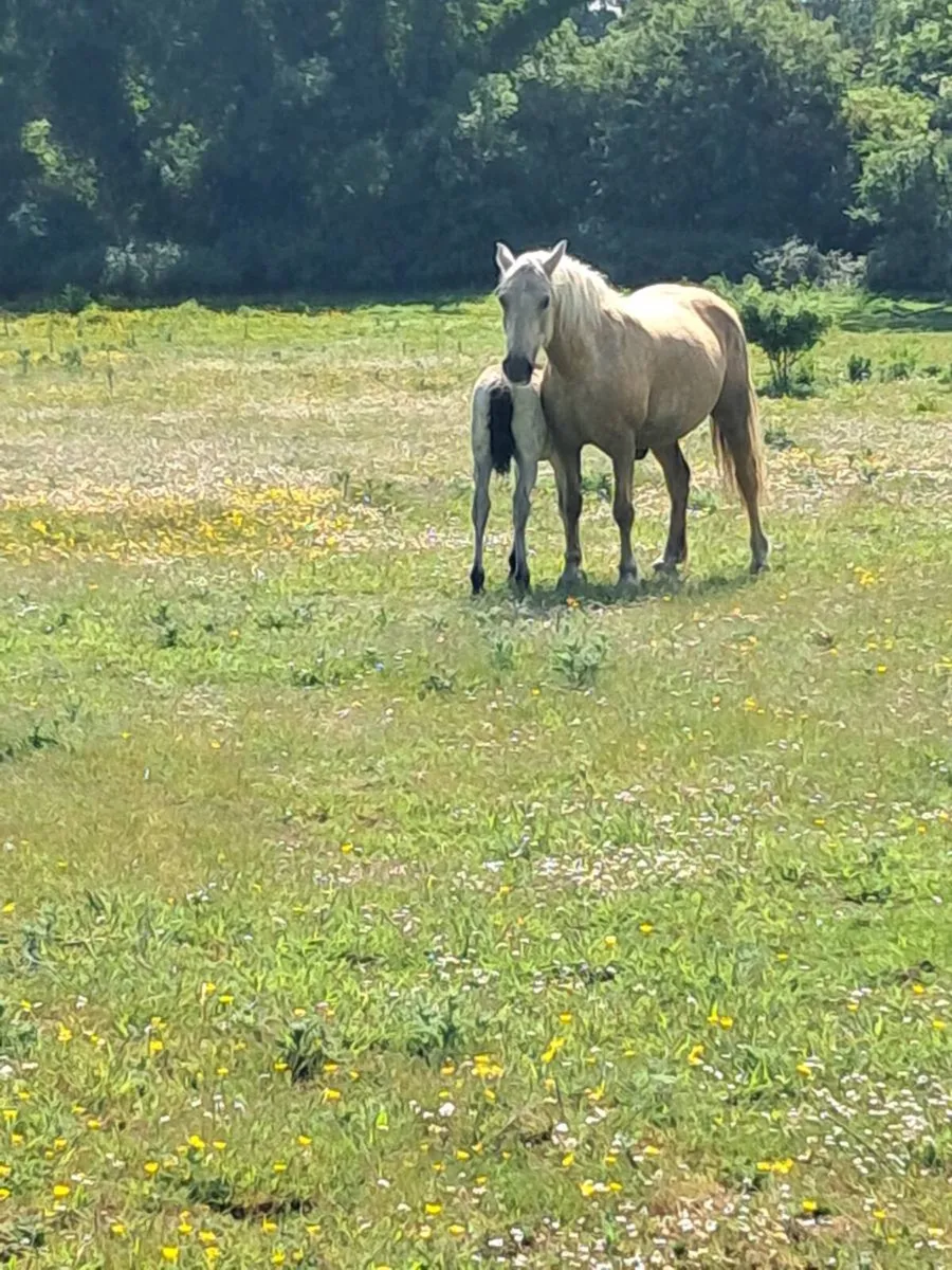 Palomino  mare and foal - Image 2