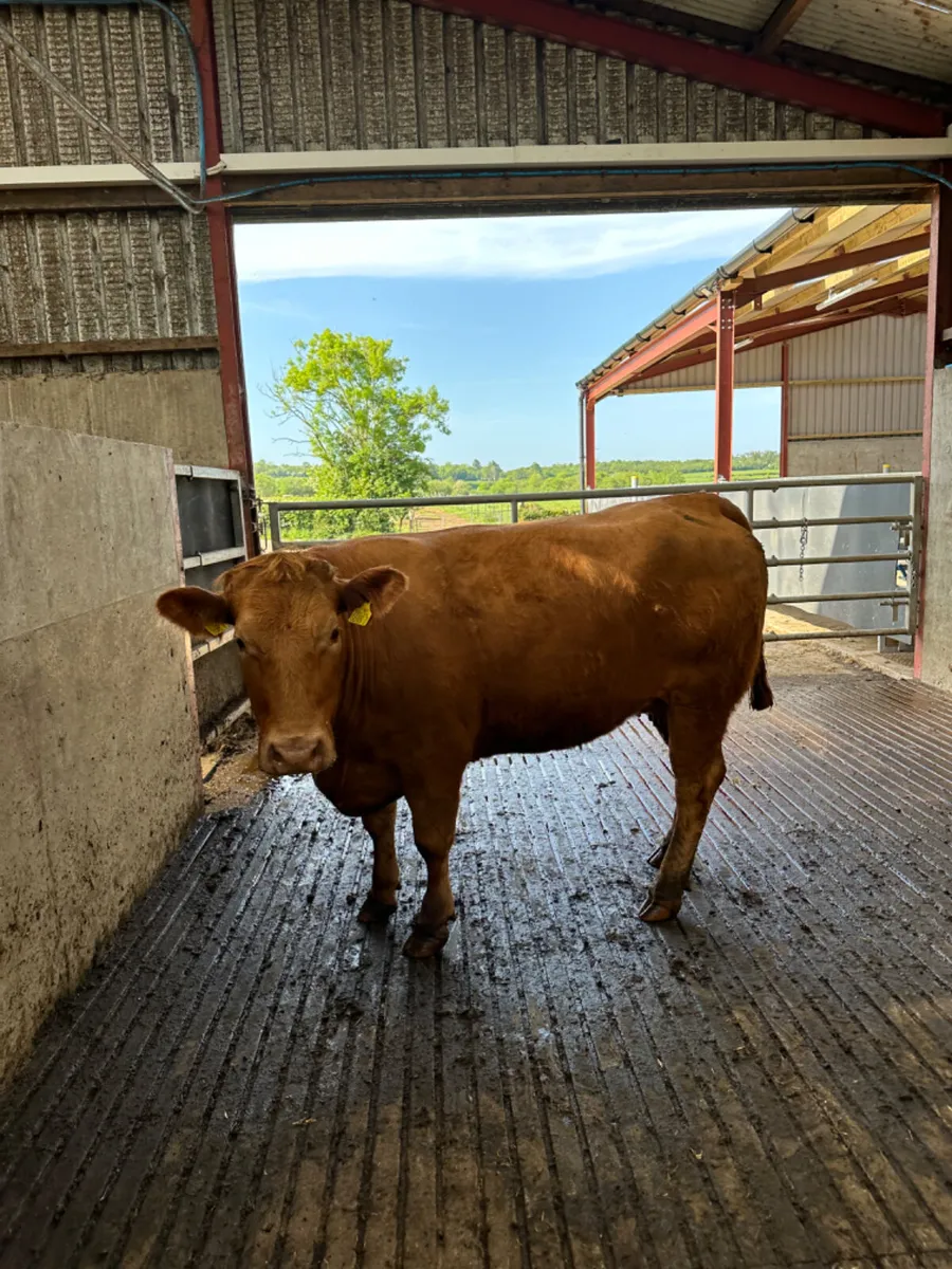 Lim springing heifer - Image 4