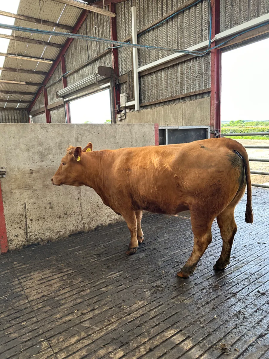 Lim springing heifer - Image 2