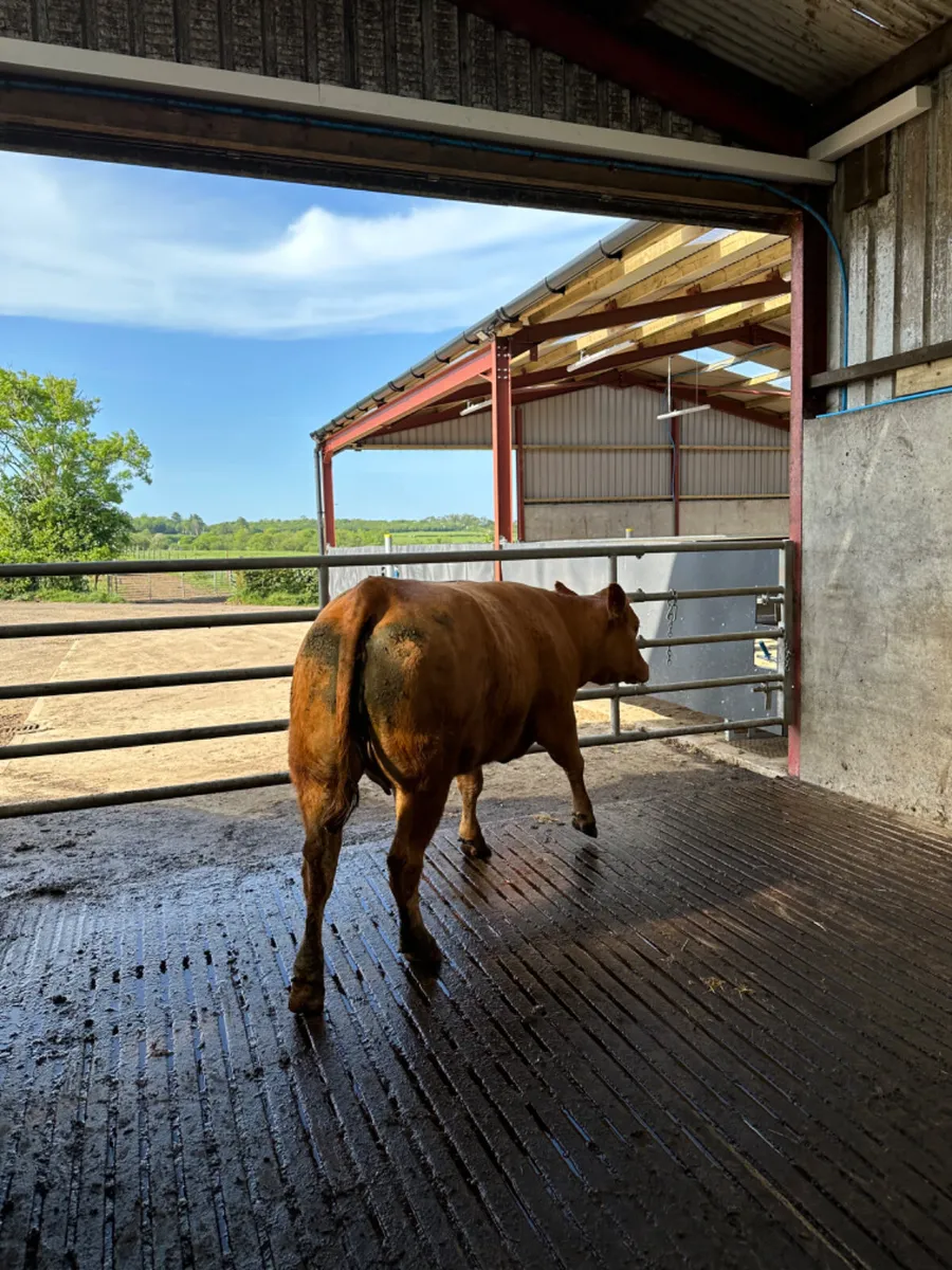 Lim springing heifer - Image 3