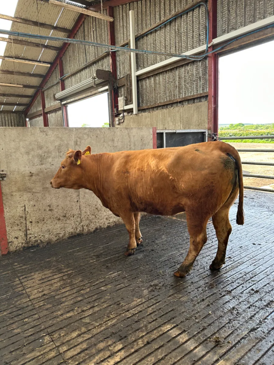 Lim springing heifer - Image 1
