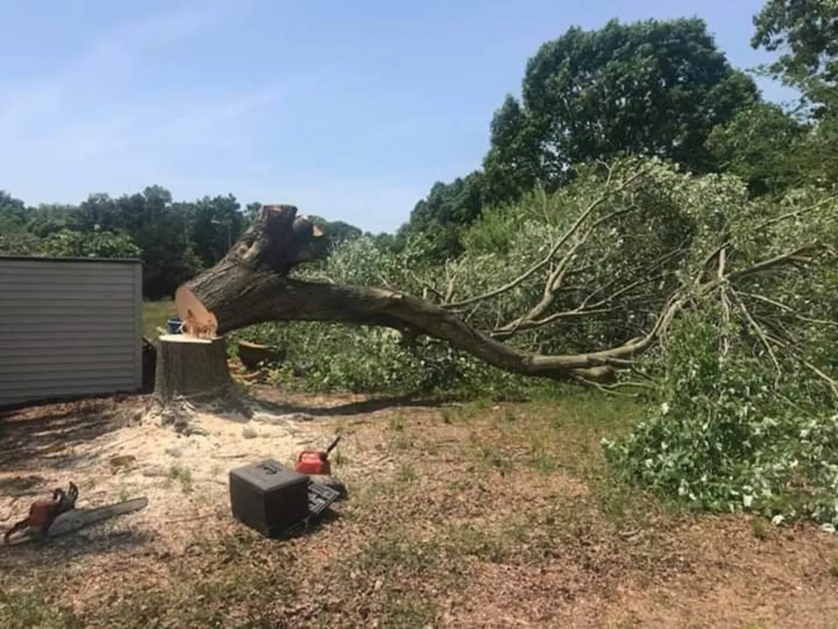 Tree and Garden services - Image 4