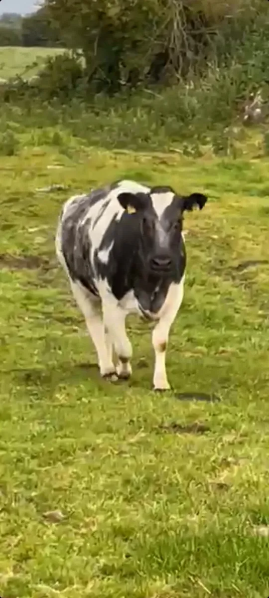 INCALF COW FOR HEADFORD MART SATURDAY 30TH OF MAY - Image 1