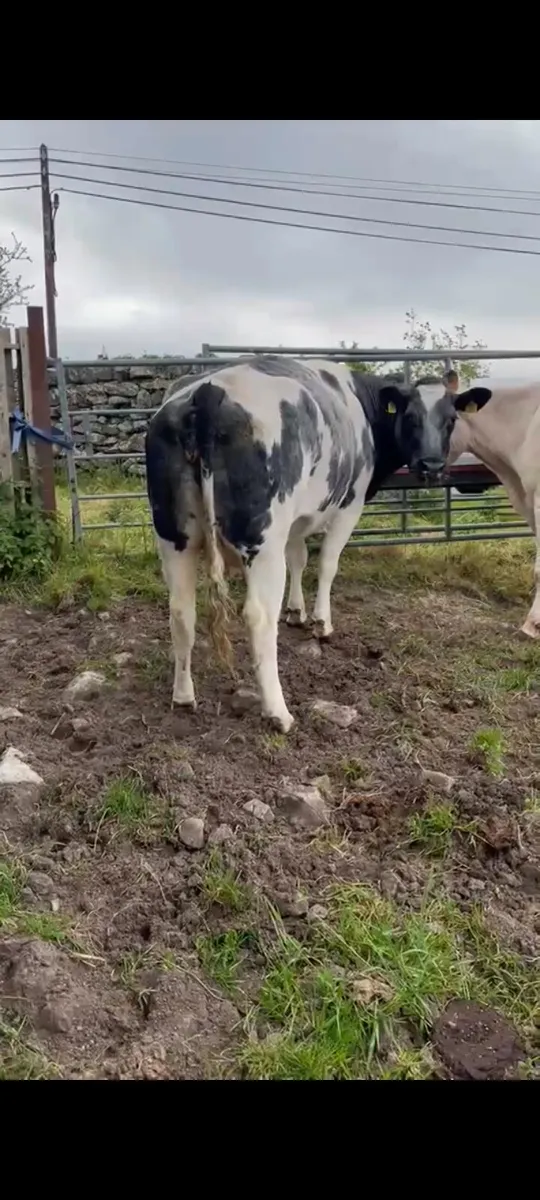 INCALF COW FOR HEADFORD MART SATURDAY 30TH OF MAY - Image 2