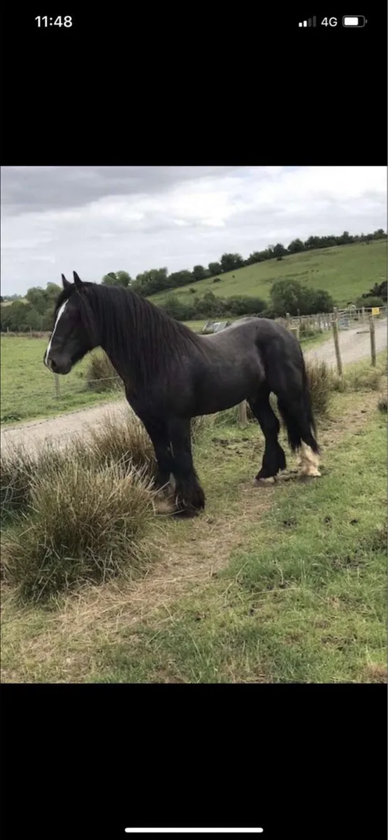 💎Blue roan stallion/ colt💎 - Image 3