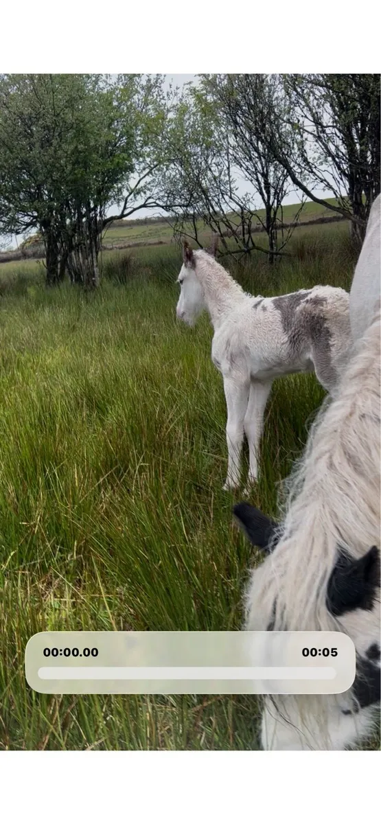 💎Blue roan stallion/ colt💎 - Image 4