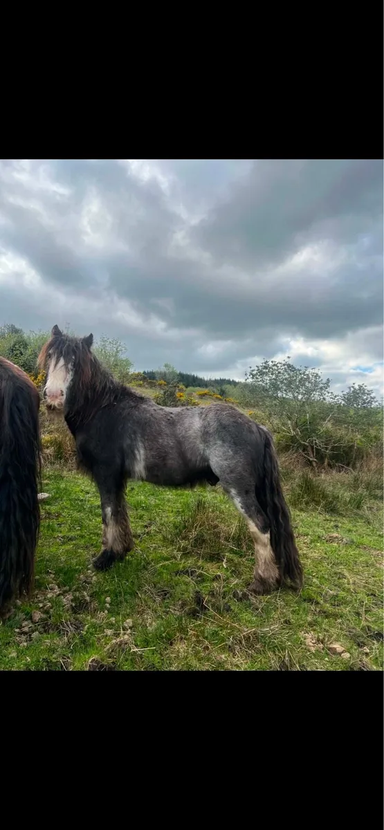 💎Blue roan stallion/ colt💎 - Image 1