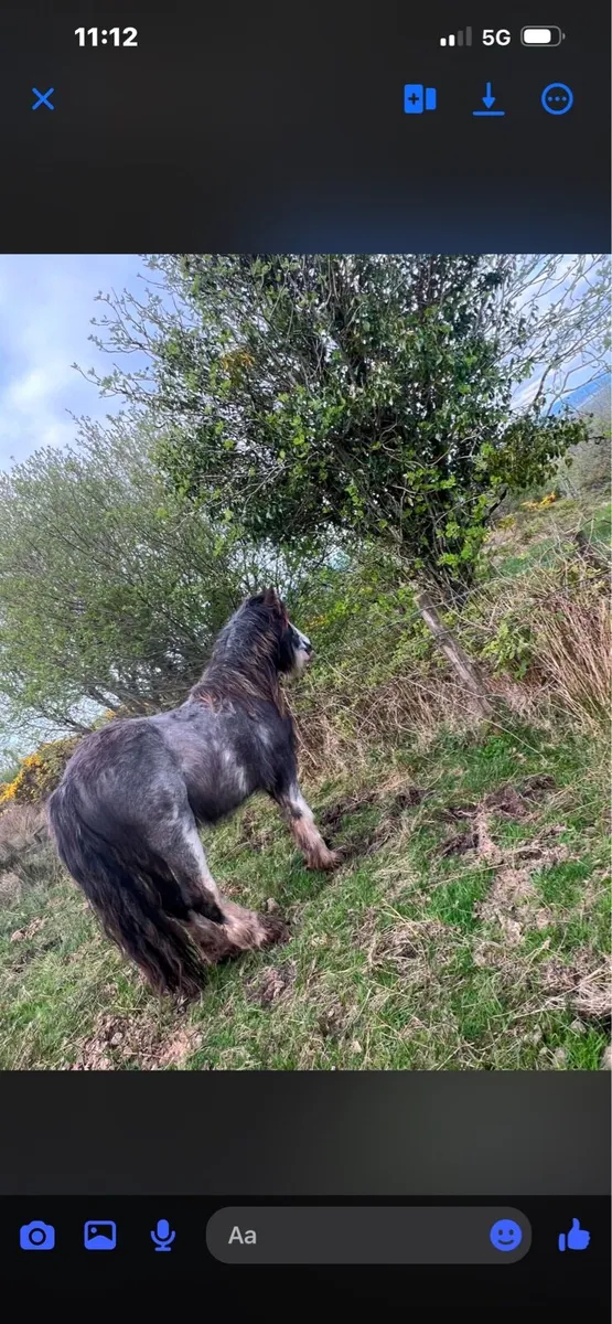 💎Blue roan stallion/ colt💎 - Image 2