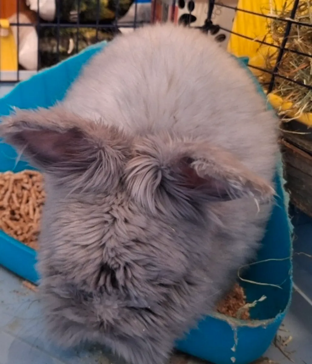 English Angora Rabbit - Image 1