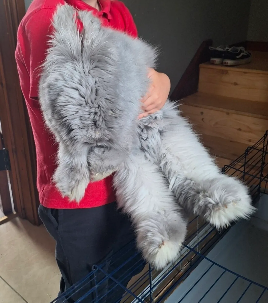 English Angora Rabbit - Image 2