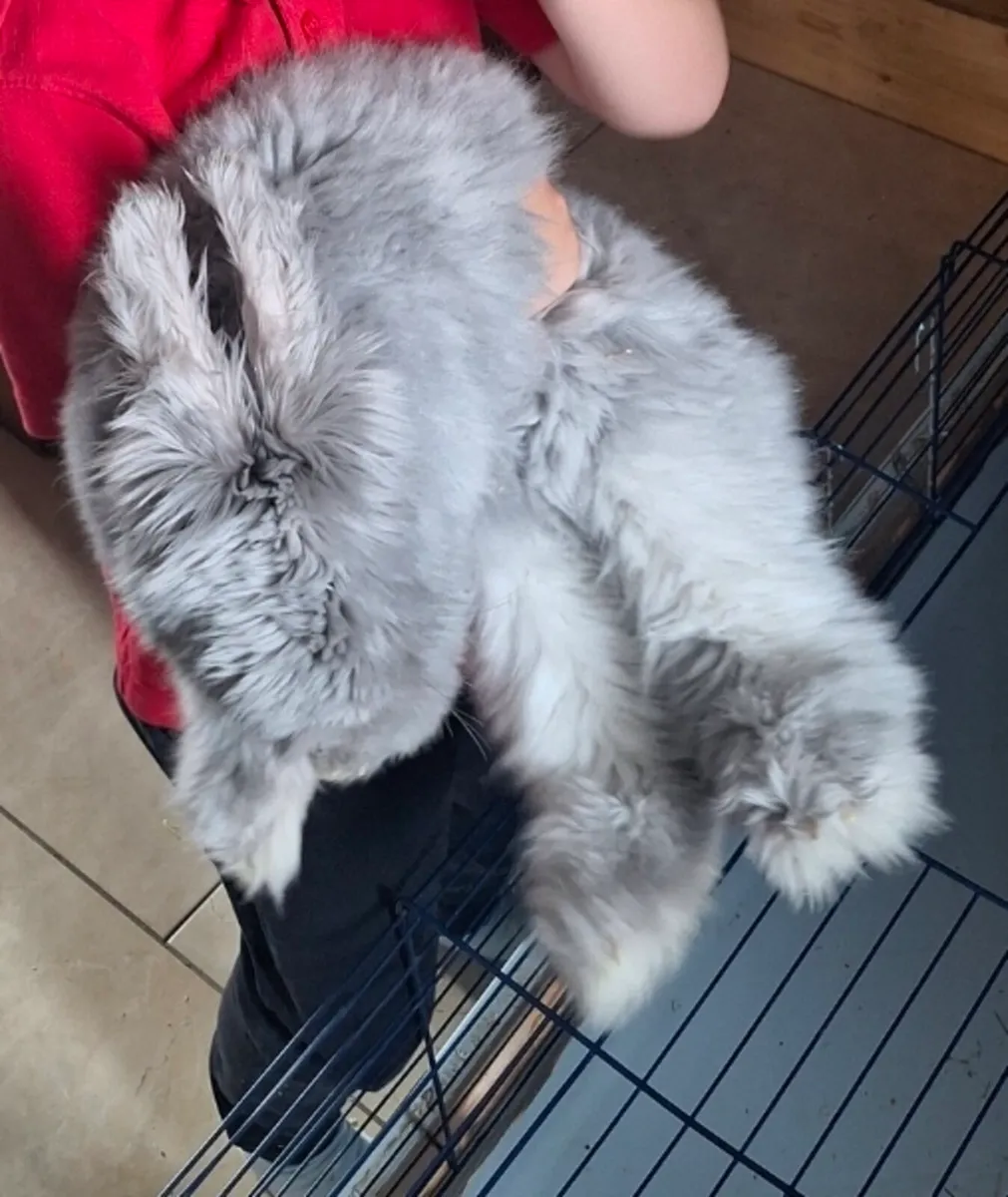 English Angora Rabbit - Image 3