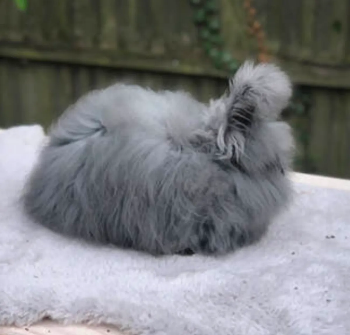 English Angora Rabbit - Image 4