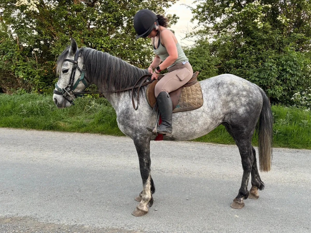 Connemara Mare - Image 3
