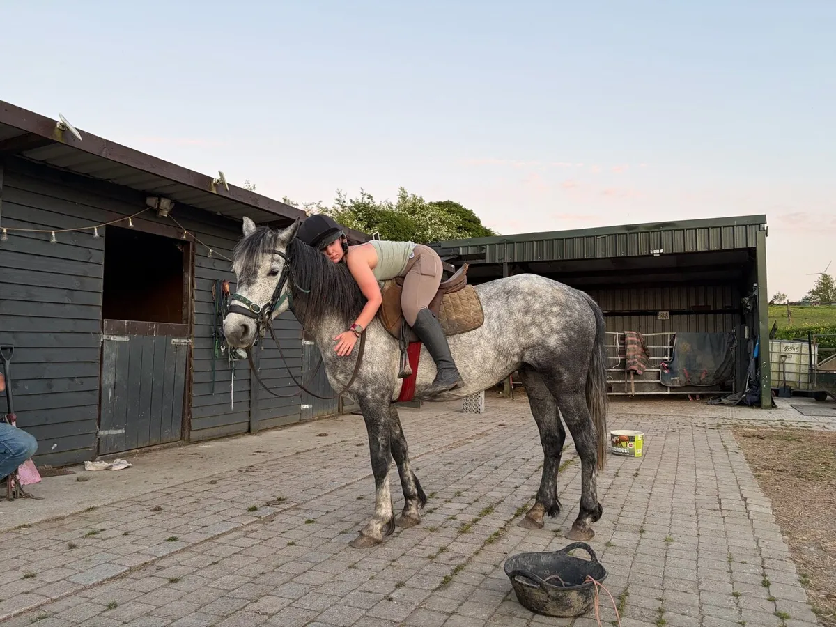 Connemara Mare - Image 4