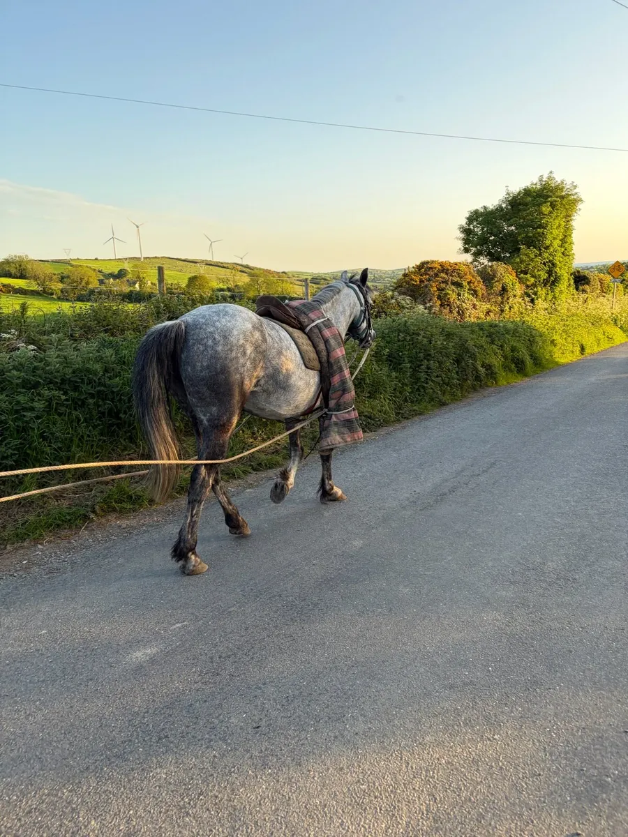 Connemara Mare - UPDATED - Image 1
